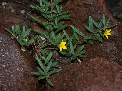 Talinum afrum, photographed by James Deacon