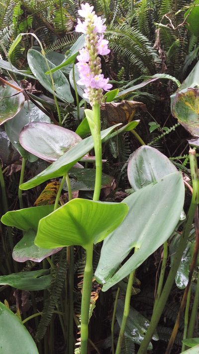 Pontederia sagittata, photographed by Tereso Hernández Morales
