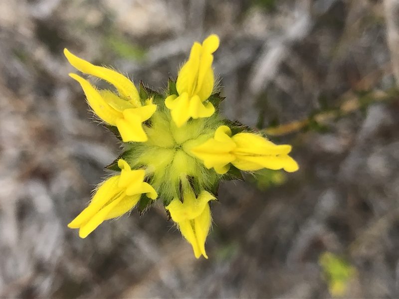 Aspalathus tridentata, photographed by Sean Privett