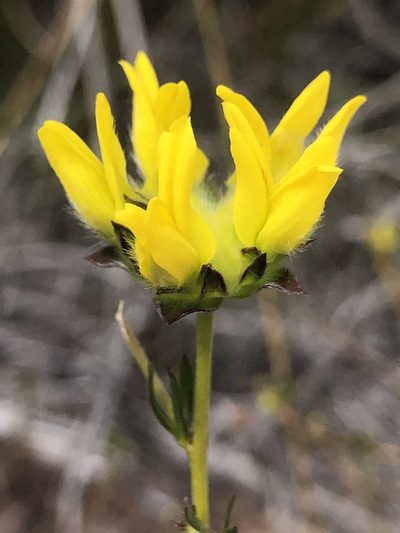 Aspalathus tridentata, photographed by Sean Privett