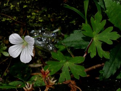 Geranium suzukii, photographed by Jacy Chen