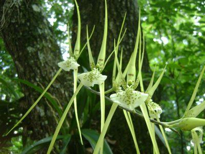 Brassia verrucosa, photographed by Tereso Hernández Morales