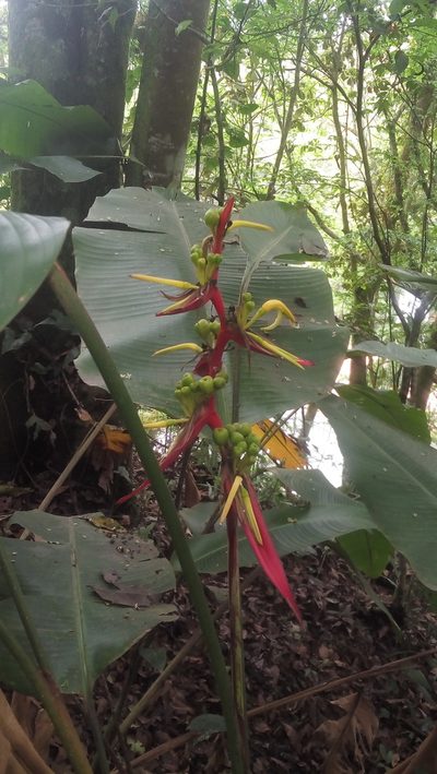 Heliconia schiedeana, photographed by Tereso Hernández Morales