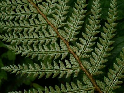 Polystichum parvipinnulum, photographed by Jacy Chen