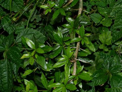 Berberis kawakamii, photographed by Jacy Chen