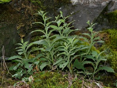 Saussurea glandulosa, photographed by Jacy Chen
