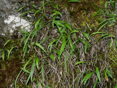 Ixeridium transnokoense, photographed by Jacy Chen