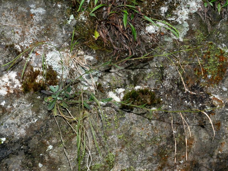 Arabis serrata, photographed by Jacy Chen