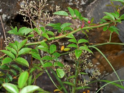 Rosa transmorrisonensis, photographed by Jacy Chen