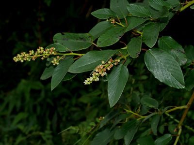 Berchemia formosana, photographed by Jacy Chen
