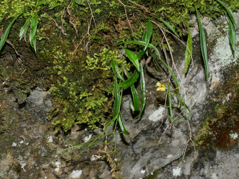 Ixeridium transnokoense, photographed by Jacy Chen