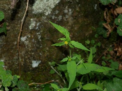 Carpesium nepalense, photographed by Jacy Chen