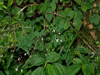 Boenninghausenia albiflora, photographed by Jacy Chen