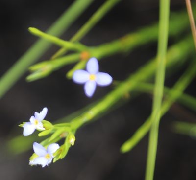 Gnidia linoides, photographed by Tony Rebelo