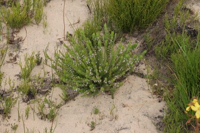 Muraltia alopecuroides, photographed by Tony Rebelo