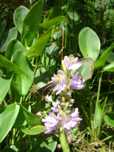 Pontederia sagittata, photographed by Tereso Hernández Morales