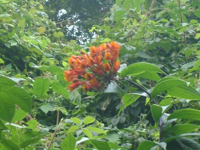 Bomarea acutifolia, photographed by Tereso Hernández Morales