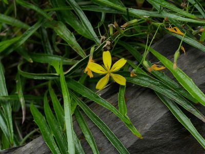 Ixeridium transnokoense, photographed by Jacy Chen