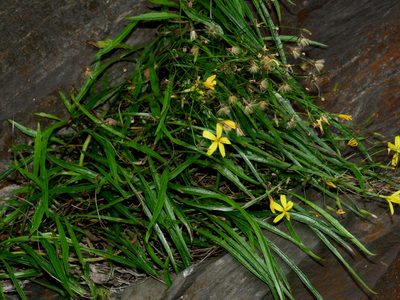 Ixeridium transnokoense, photographed by Jacy Chen