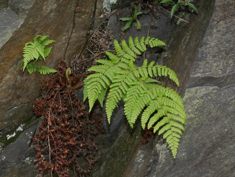 Dryopteris peranema, photographed by Jacy Chen