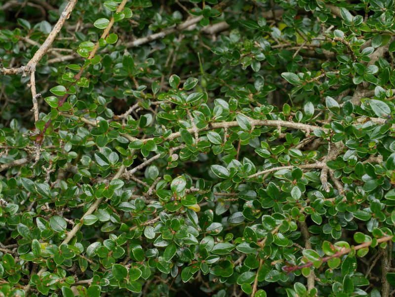 Ligustrum morrisonense, photographed by Jacy Chen