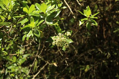 Escallonia paniculata, photographed by Andrés Ramírez-Barrera