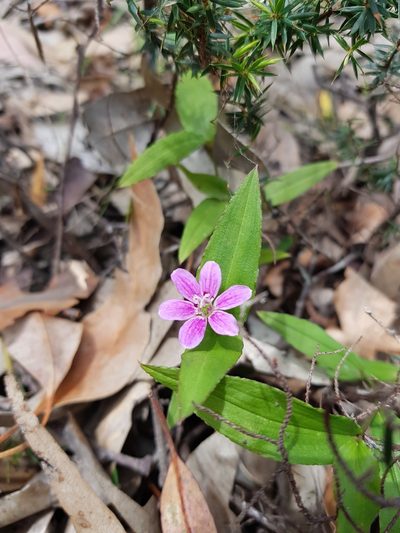 Schelhammera undulata, photographed by Roman Soroka