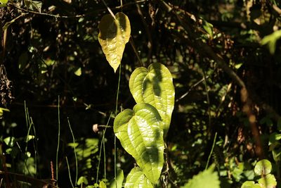 Smilax tomentosa, photographed by Andrés Ramírez-Barrera