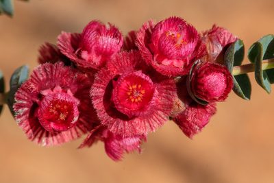 Verticordia muelleriana, photographed by Cal Wood