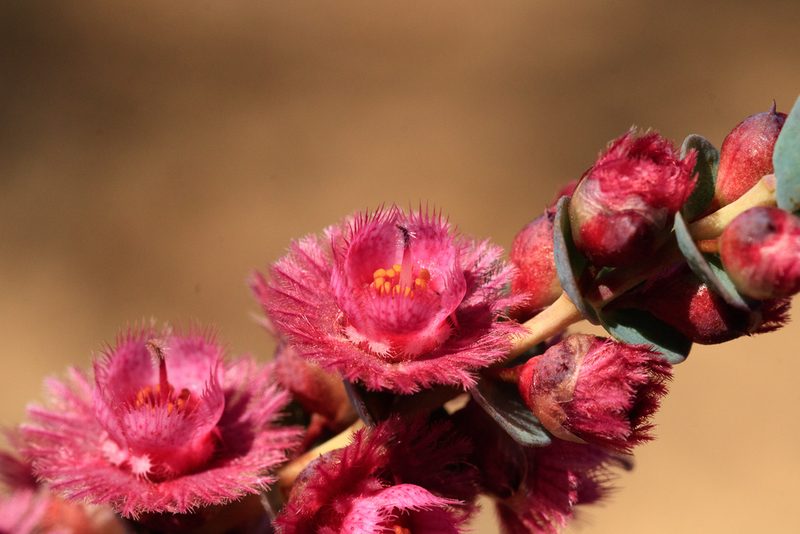 Verticordia muelleriana, photographed by Cal Wood