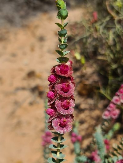 Verticordia muelleriana, photographed by Cal Wood