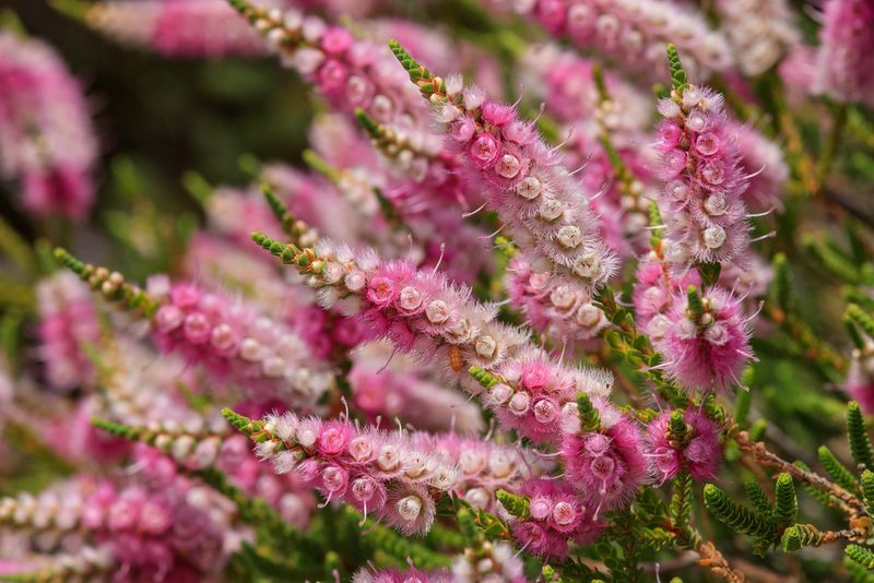 Verticordia spicata, photographed by Cal Wood