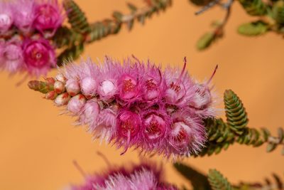 Verticordia spicata, photographed by Cal Wood