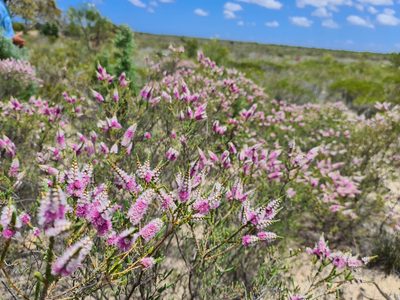 Verticordia spicata, photographed by Cal Wood