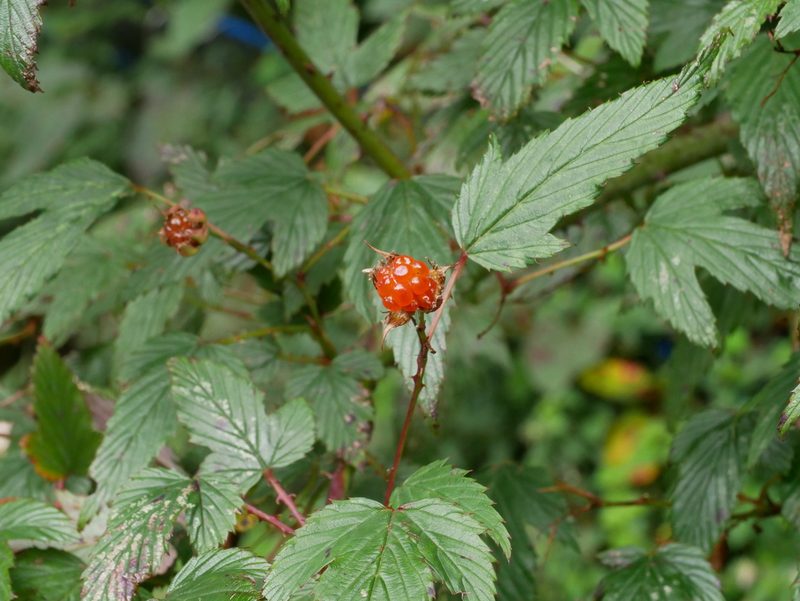 Rubus conduplicatus, photographed by Jacy Chen