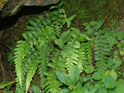 Leptogramma tottoides, photographed by Jacy Chen