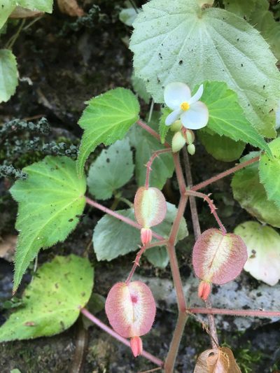 Begonia wallichiana, photographed by Adriana García Ramírez