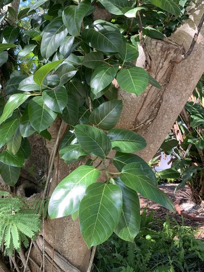 Ficus altissima, photographed by Claire Herzog