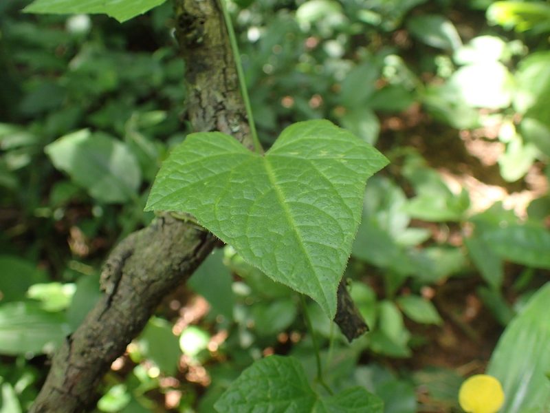 Zehneria scabra, photographed by Mahomed Desai
