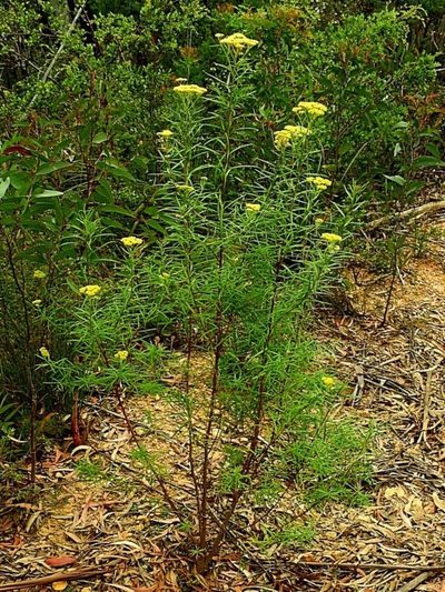 Cassinia aureonitens, photographed by Max Campbell