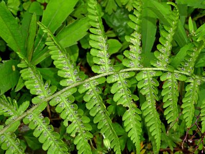 Deparia jiulungensis, photographed by Jacy Chen