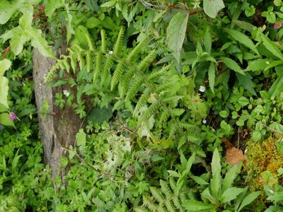 Deparia jiulungensis, photographed by Jacy Chen