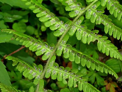 Deparia jiulungensis, photographed by Jacy Chen