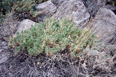 Cheirolophus teydis, photographed by Tim Messick