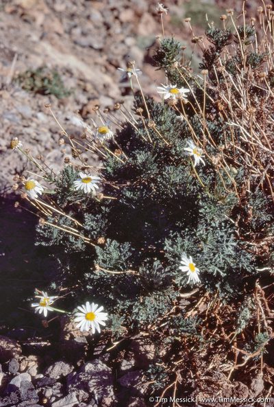 Argyranthemum tenerifae, photographed by Tim Messick