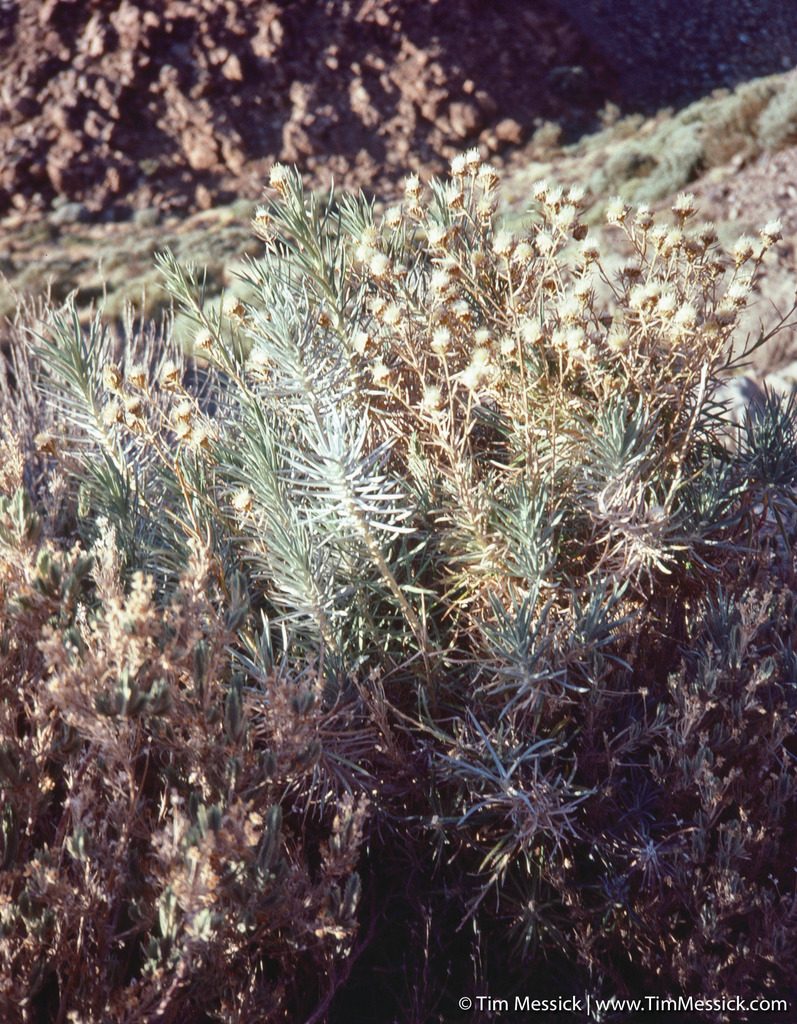 Carlina xeranthemoides, photographed by Tim Messick