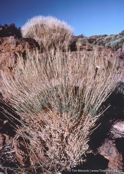 Descurainia bourgaeana, photographed by Tim Messick