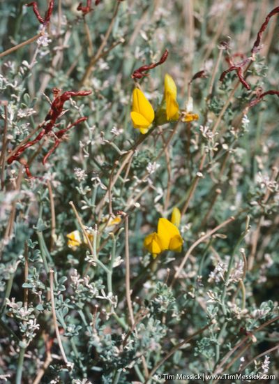 Lotus campylocladus, photographed by Tim Messick