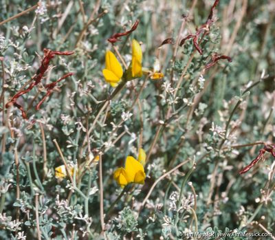 Lotus campylocladus, photographed by Tim Messick