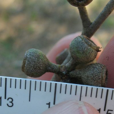 Eucalyptus eugenioides, photographed by Max Campbell